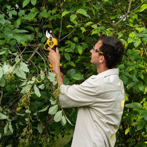 Секатор аккумуляторный, бесщет., CP-30BL, Li-Ion, 20 В, лезвия SK5 // Denzel-Tehinstrument